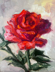 Hot Pink Rose on White